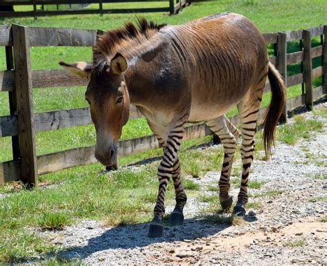 Zonkey: An Intriguing Hybrid