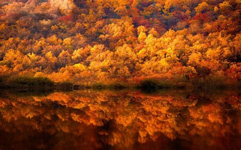 Photo of body of water and trees during autumn, nature, landscape, fall, forest HD wallpaper ...