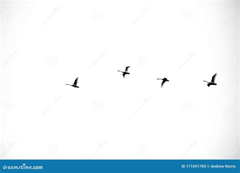 Swan Formation Flying stock photo. Image of springtime - 171691704