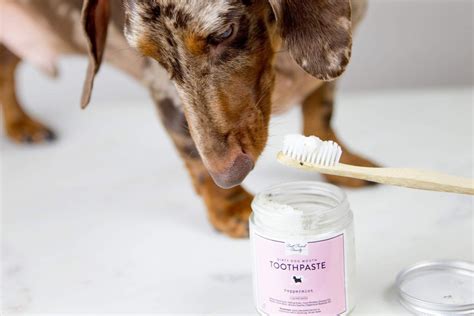 The 6 Best Natural Dog Toothpastes of 2022