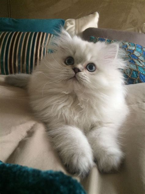 Pin by Amanda May on Beautiful Persian Kittens for Sale | Persian kittens, Persian kittens for ...