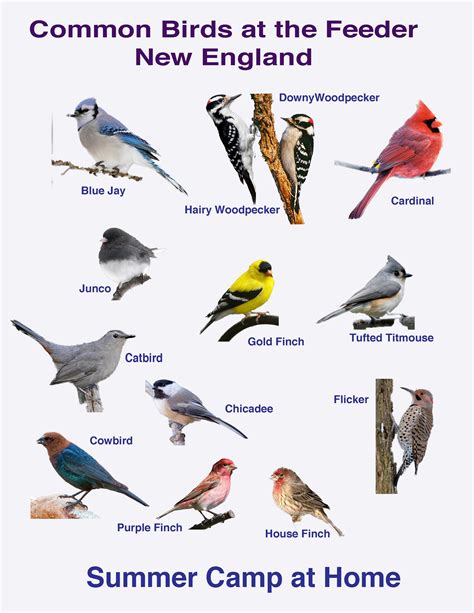 Bird Watching Challenge and Bird Book | Backyard birds, Birds, Common birds