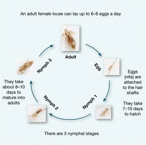 lice life cycle actual size - Maurita Mosley