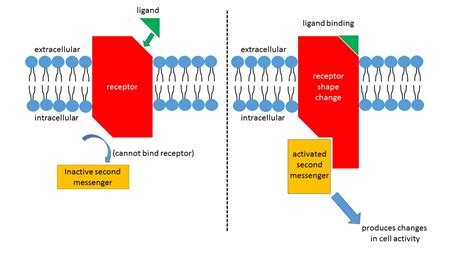 Hormones | Anatomy and Physiology II | | Course Hero