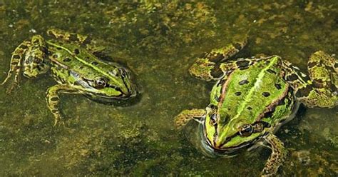 Suburban Lake Frogs are More Female Due to Estrogen