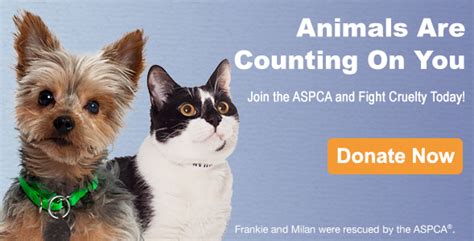 Donate | ASPCA