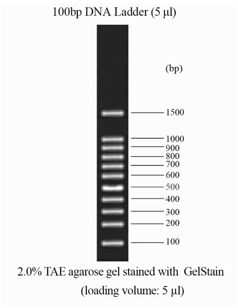 DNA Ladder 100bp - The ODIN