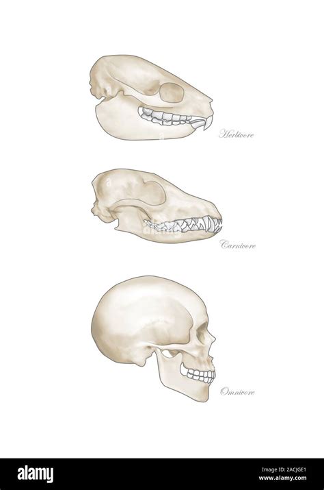 Animal teeth comparison. Computer artwork comparing the tooth and jaw structure of a herbivore ...