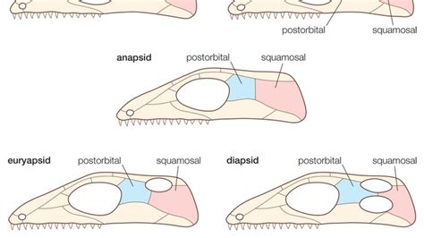 Diapsid | reptile | Britannica