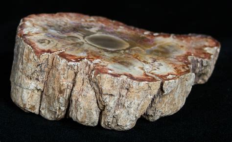 Petrified Wood - Limb Slice From Madagascar (#2237) For Sale - FossilEra.com