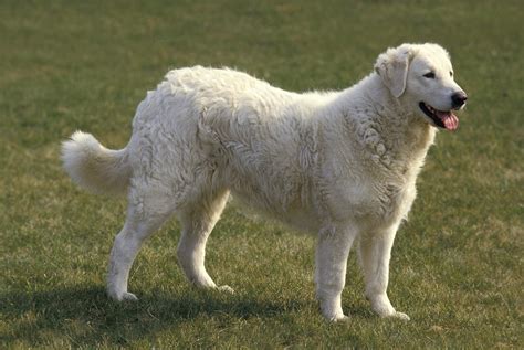 20 of the Cutest White Dog Breeds (2022)