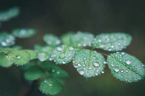 寒露节气的特点和风俗-六六健康网