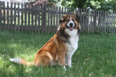 Colors, Markings & Other Physical Traits - English Shepherd Club