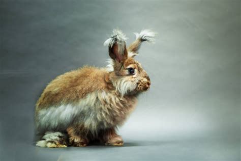 710+ Kelinci Angora Foto Foto Stok, Potret, & Gambar Bebas Royalti - iStock