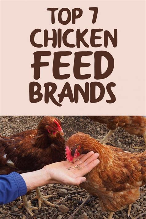 Top 7 Chicken Feed Brands in 2022 - The Happy Chicken Coop