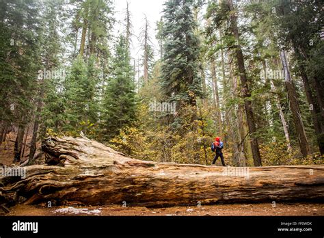 Caucasian girl walking in Yosemite National Park, California, United States Stock Photo - Alamy