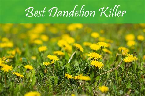 9 Best Dandelion Killer : Buyer's Guide 2020