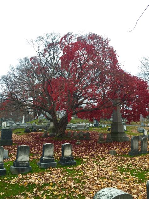 Fall at Mt. Hope Cemetery. Rochester, NY : r/CemeteryPorn