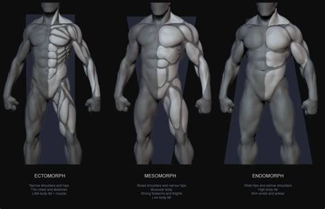 Muscle guide by Body Type | Anatomy reference, Anatomy, Anatomy for artists