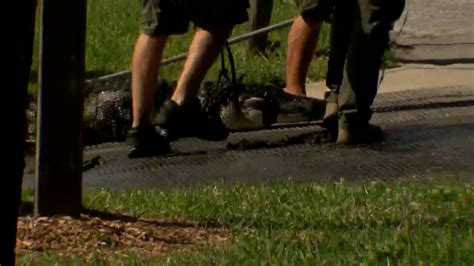 Alligator captured after man killed in Florida park | WHNT.com