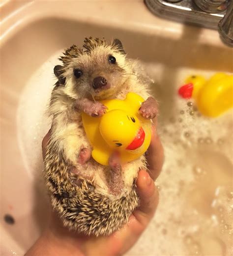 10 Hedgehog Photos That Will Totally Make You Wish You Had A Pet Hedgehog | REALITYPOD