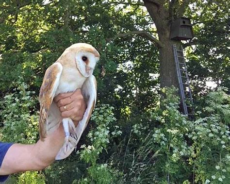 Lockdown baby barn owls are a breeding success in Dorset – Swanage News