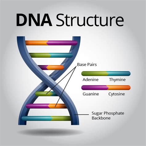 DNA - AP Biology Portfolio