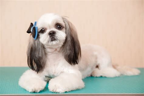 Male vs Female Shih Tzus: What’s The Difference (With Pictures) | Pet Keen