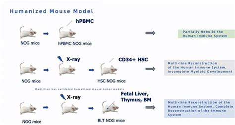 Non-clinical Research For Cellular Immunotherapies | Medicilon Platforms