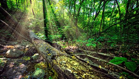 Illinois Nature Preserves - Forest Preserves of Cook County