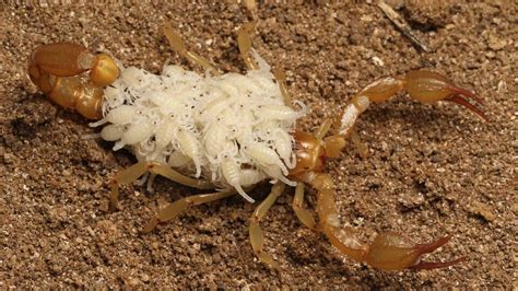 These California Teens Discovered Two New Scorpion Species | Flipboard