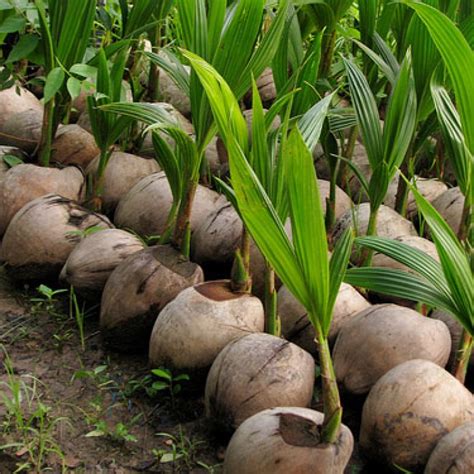 Young Coconut Tree - Baby Coconut Tree - Plants and Palms - Florida Coconuts - Store