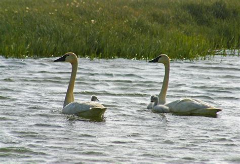 Tundra Swans and Cygnets Photograph by Anthony Jones - Fine Art America