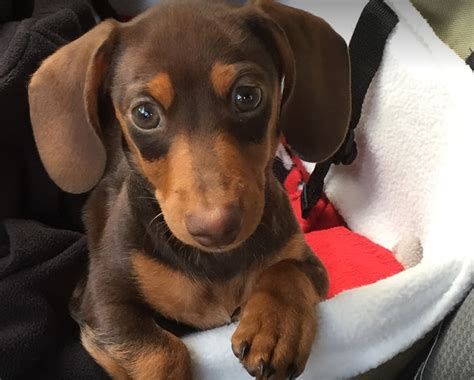 23+ Dapple Miniature Dachshund Puppies For Sale - l2sanpiero