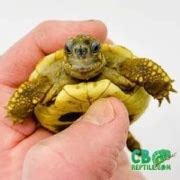 Small tortoise for sale small tortoise breeds tortoises that stay small