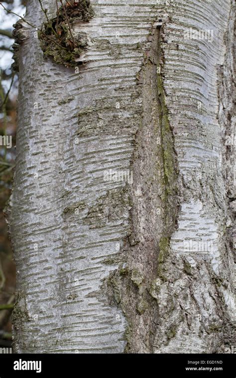 Downy birch betula pubescens bark hi-res stock photography and images ...