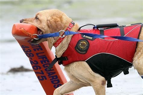 Search and Rescue Labrador Dogs - Hidden Pond Labradors