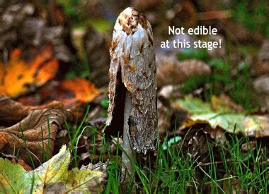 Shaggy Mane Identification: Pictures, Habitat, Season & Spore Print ...