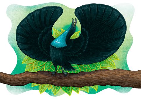 Magnificent Riflebird