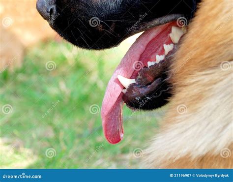 Closeup Dog Face. Angry Dog Stock Image - Image of green, teeth: 21196907