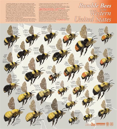 Scientific Illustration | Pollination, Pollinator garden, Bumble bee