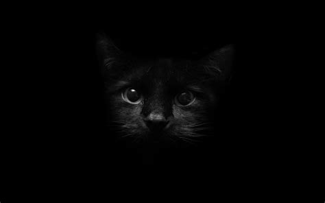 Images For: Black Cat Wallpapers