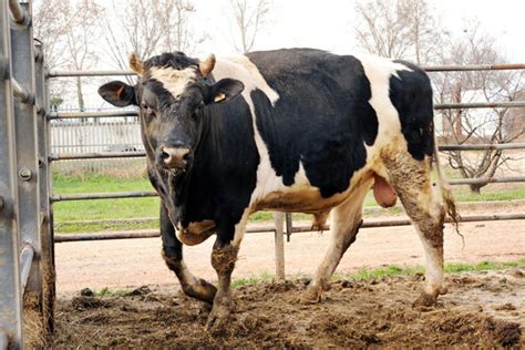 Holstein Bull Images – Browse 6,251 Stock Photos, Vectors, and Video ...