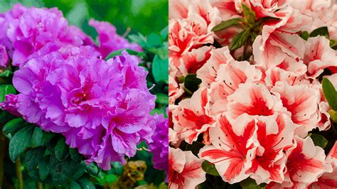 Encore Azaleas introduces two new varieties - Nursery Management