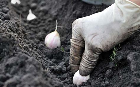 Garlic Plants: A Guide to Growing Healthy Garlic Bulbs