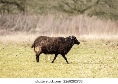 Sheep Breed Jacob Royalty-Free Images, Stock Photos & Pictures ...