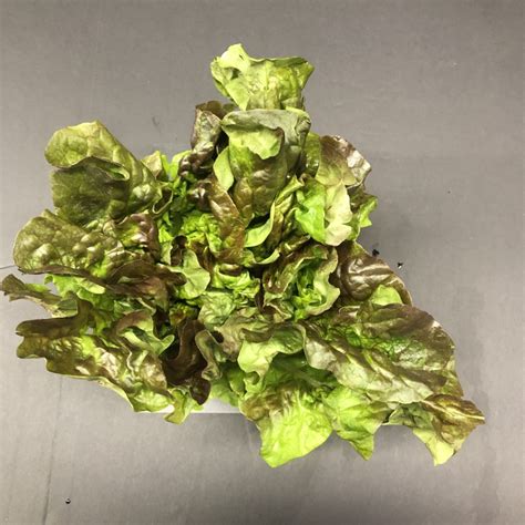 Lettuce, Red Leaf- per head – Abma's Farm