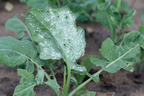 How to Spot and Get Rid of Whiteflies on Your Garden Plants