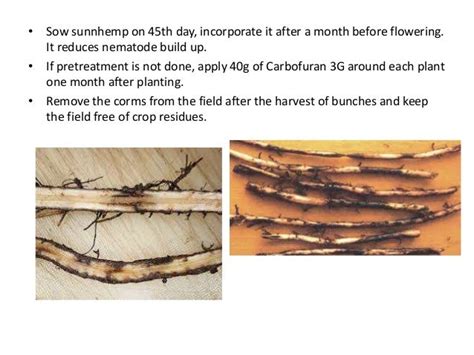 Nematode damage symptoms in crop plants