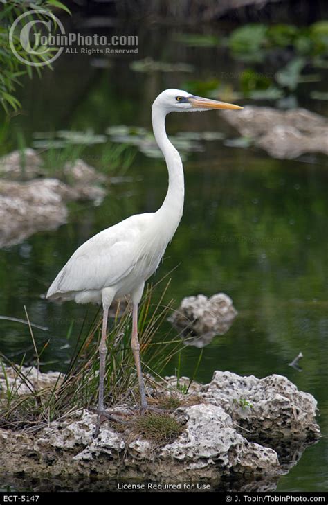 Great White Heron Photo